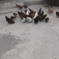 فروشی مرغ و خروس