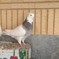 طوقی نر گمشده