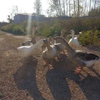 قوغاز و غاز محلی|حیوانات مزرعه|رشت, شهرک صنعتی|دیوار