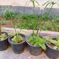گل طبیعی|گل و گیاه طبیعی|قوچان, |دیوار