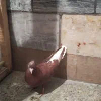 تعدادی کفتر پرشتی