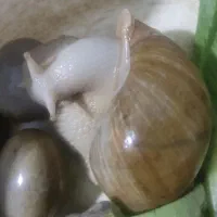 فریزر حلزون درمانی|خزنده|زاهدان, |دیوار