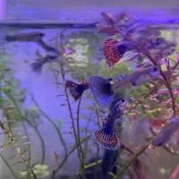 ماهی گوپی خاص