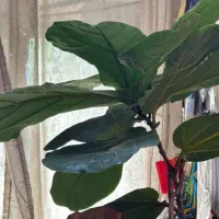 خدمتکار منزل شخصی