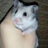 همسترخوشگل|موش و خرگوش|مسجد سلیمان, |دیوار