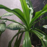 فروش یک عدد گل سوسن بزرگ
