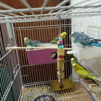 8 عدد مرغ عشق زیبا