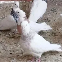 کفتر طوقی اصیل معاوضه با قناری  و عروس هلندی|پرنده|سیرجان, |دیوار