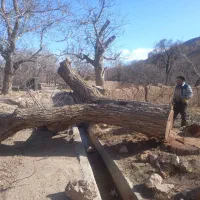 خرید وفروش چوب