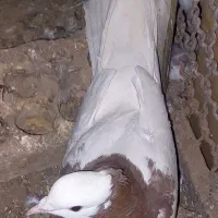 طوقی|حراج|رفسنجان, |دیوار