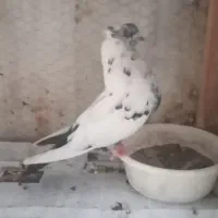 ۲تاکلدم سیاه و۱عددسوسکی