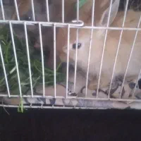 خرگوش|موش و خرگوش|تایباد, |دیوار