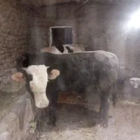 دوراس گوساله گوشتی نر درجه یک