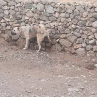 سگ نر مخصوص نگهبانی