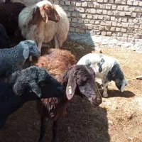 شیشک میش جوان سنگین وزن