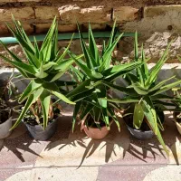 گل شاخ بزی|گل و گیاه طبیعی|شیراز, شهرک سعدی|دیوار