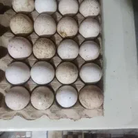 تخم بوقلمون