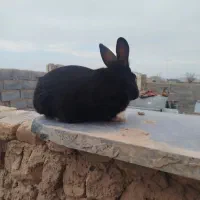 خرگوش|موش و خرگوش|قائن, |دیوار