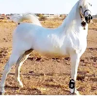 کره مادیان از یاشار ورنامخواست