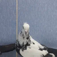 دم سیاه|پرنده|اسلام‌شهر, شهرک سعیدیه|دیوار