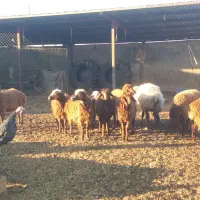 میش جوان چاق بزغاله|حیوانات مزرعه|اسفراین, |دیوار