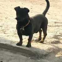 توله پیتبول|سگ|خمینی‌شهر, |دیوار