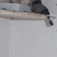 جفت کفتر نر سرور ماده شازده