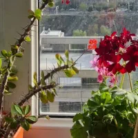 1-4 پردیس ۱۱۰ متر ۲ خواب جنوبی طبقه سوم