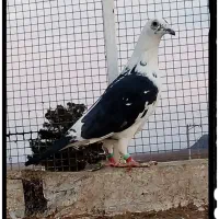 سلام قالی طرح کبوتر