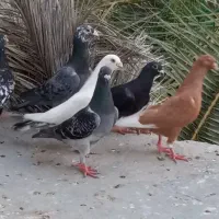 دسته ۱۴تایی