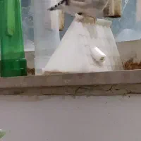 فنچ رنگ پاستیل|پرنده|اهواز, منازل کارون|دیوار