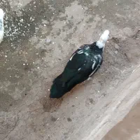 اردک اسراییلی|حیوانات مزرعه|طاهرگوراب, |دیوار