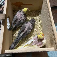 عروس هلندی|پرنده|رشت, کوی جام جم|دیوار