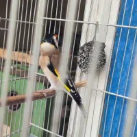 سهره چهارگل خط