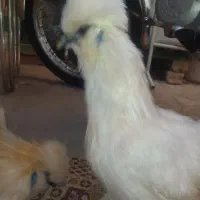 مرغ ابریشمی