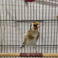 سهره شیرینکار