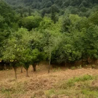 فروش-300-متر-زمین