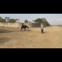 مادیان ترکمن