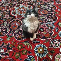 گربه|گربه|تبریز, |دیوار