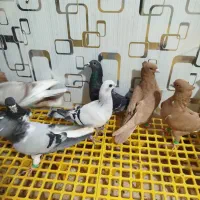 دسته رنگی،پلاکی همه نر پرشی|پرنده|دوگنبدان, |دیوار