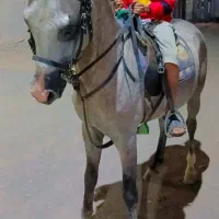 اسب سواری دار عرب مصری|اسب و تجهیزات اسب‌سواری|نرماشیر, |دیوار