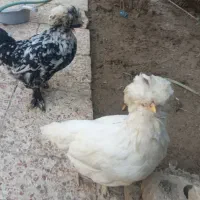 مرغ و خروس سلطان