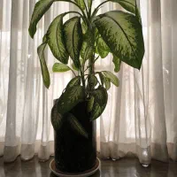 گل دیفن باخیا سالم باگلدان