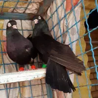 سیاه بی کاکل هنردار به شرط