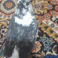 کفتر