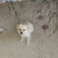 سگ پاکوتاه ماده
