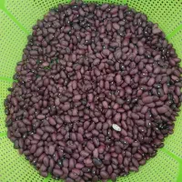 لوبیا قرمز|خوردنی و آشامیدنی|سرپل ذهاب, |دیوار