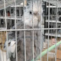 عروس هلندی نر بالغ