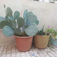 کاکتوس پنجره آلومینیومی روفرشی