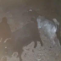 نزار چاق فول زه نکرده